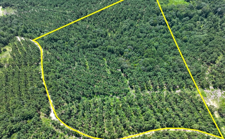 Pictures of Land property located at Slim Palmer Rd., Zavalla, TX 75980 for sales - image #1