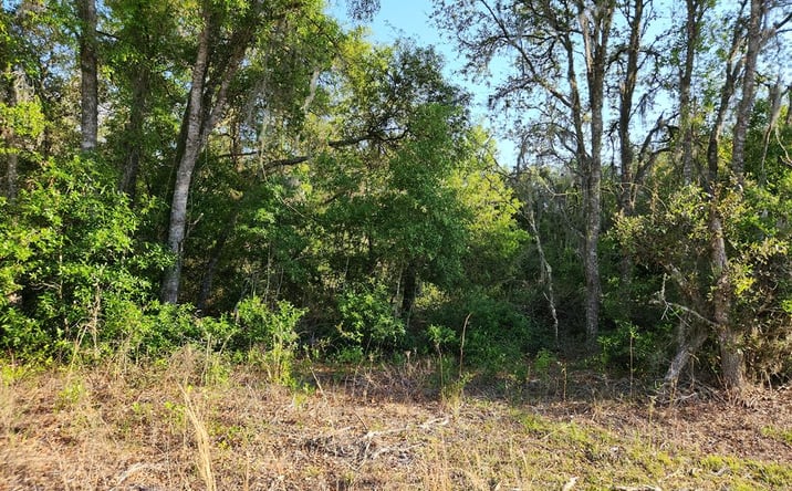 Pictures of Land property located at TBD NE 65th St, Bronson, FL 32621 for sales - image #1