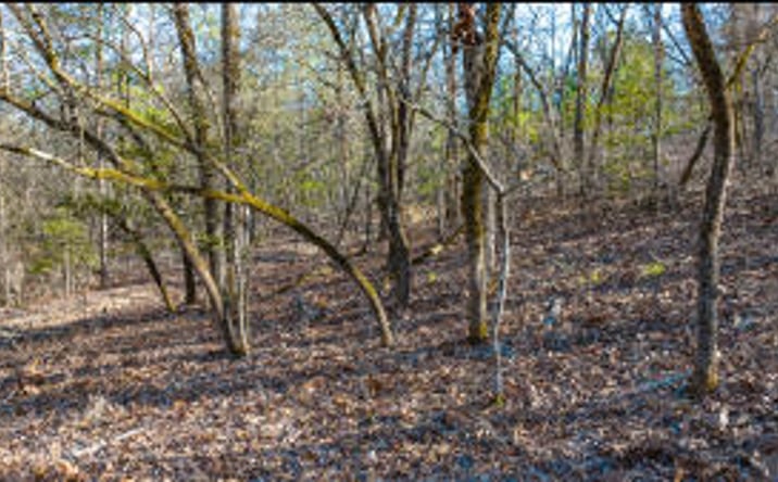 Pictures of Land property located at Lot 14 Bluffwood Road, Wagener, SC 29164 for sales - image #1