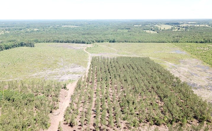 Pictures of Land property located at County Rd 4284, Simms, TX 75574 for sales - image #1