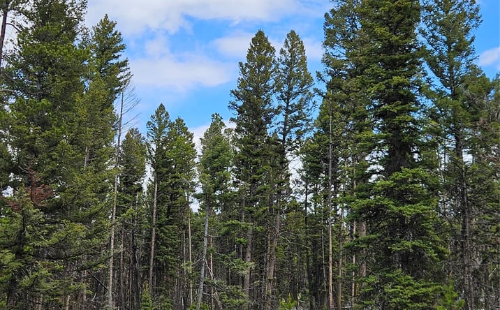 Pictures of Land property located at 000 Bear Gulch Road, Lincoln, MT 59639 for sales - image #1