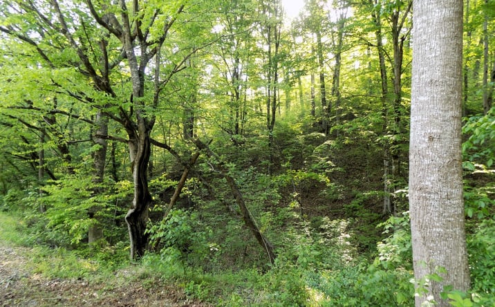 Pictures of Land property located at Par 023.04 Driftwood Road, Cosby, TN 37722 for sales - image #1
