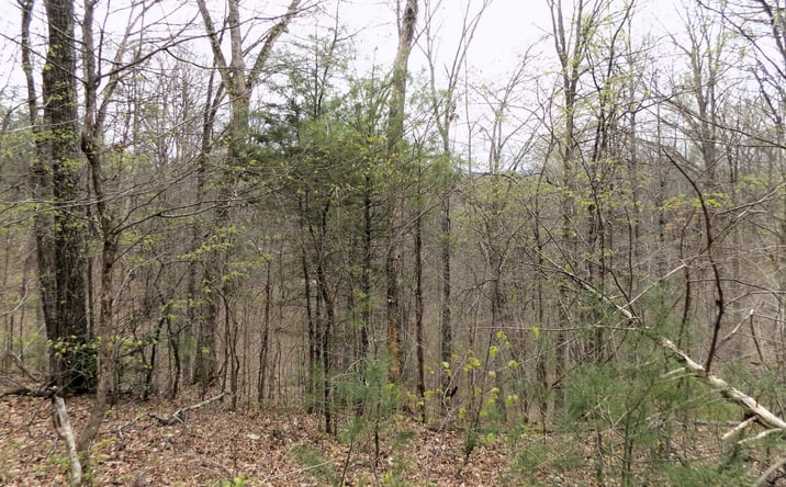 Pictures of Land property located at Par 001.08 Mountain Shadow Way, Cosby, TN 37722 for sales - image #1