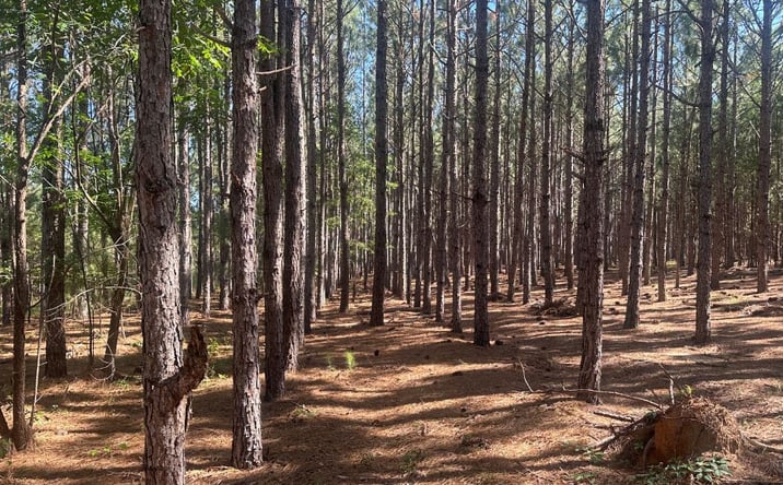 Pictures of Land property located at Dorsey Clark Rd., Sylvania, GA 30467 for sales - image #1