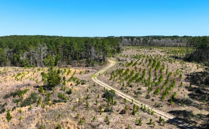 Pictures of Land property located at TBD CR 1453 272.86ac, Linden, TX 75563 for sales - image #1