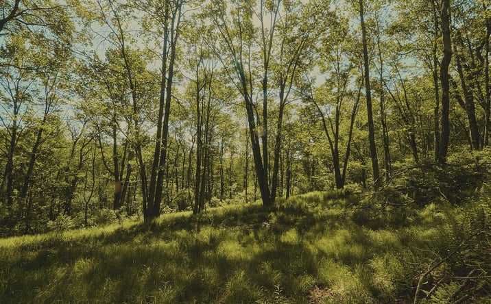 Pictures of Land property located at 00 Benton Hollow, Liberty, NY 12754 for sales - image #1