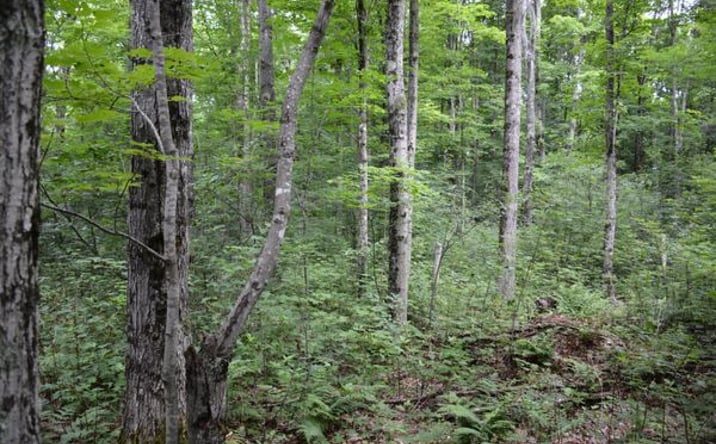 Pictures of Land property located at Fox River Hill, Paradise, MI 49768 for sales - image #1
