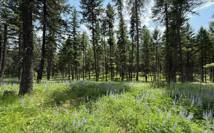 Pictures of Land property located at NHN Kootenai Drive, Troy, MT 59935 for sales - image #1