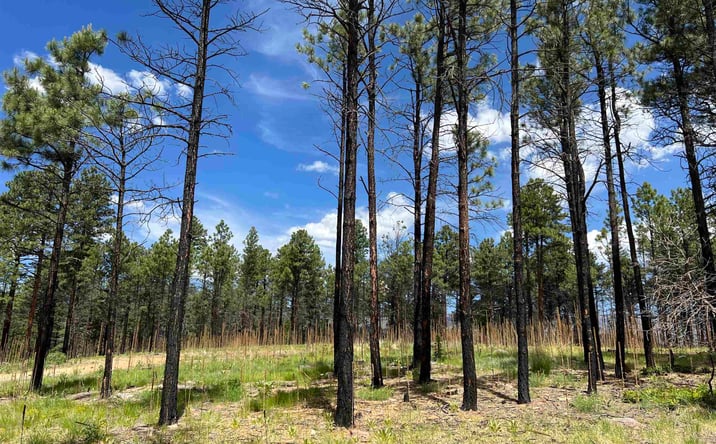 Pictures of Land property located at 152 Calle Retiro Road, Rociada, NM 87742 for sales - image #1