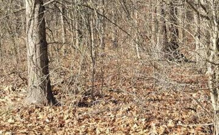 Pictures of Land property located at 0 Cr-170, Marengo, OH 43334 for sales - image #1