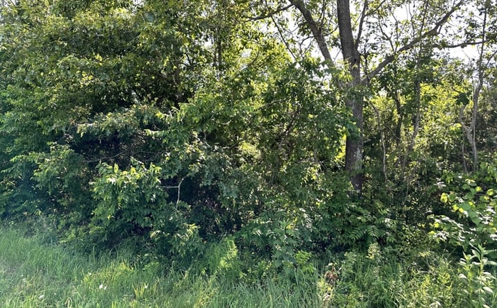 Pictures of Land property located at 000 E Armstrong Drive, Ash Flat, AR 72513 for sales - image #1