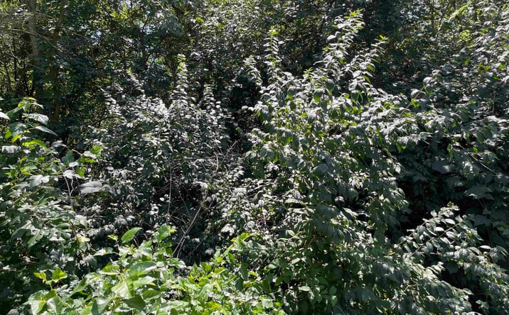 Pictures of Land property located at 218 E Clay, Sedalia, MO 65301 for sales - image #1