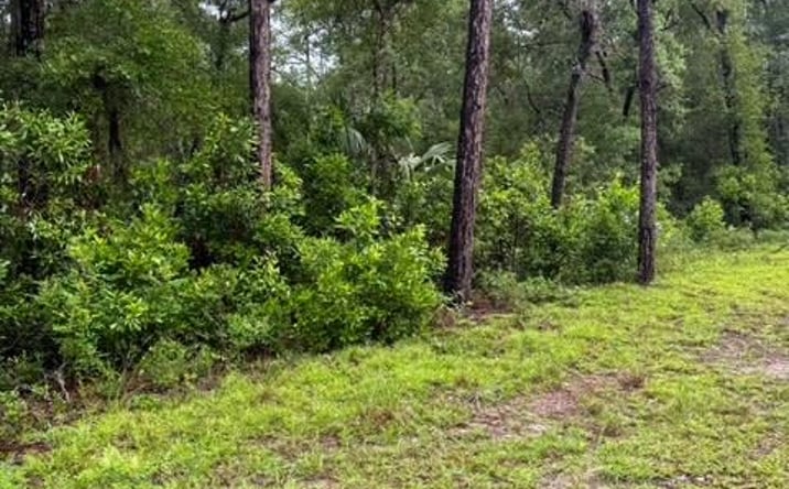 Pictures of Land property located at NW 97th Ct, Chiefland, FL 32626 for sales - image #1