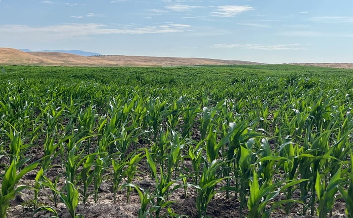 Pictures of Land property located at TBD Rockin B Ln, Emmett, ID 83617 for sales - image #1