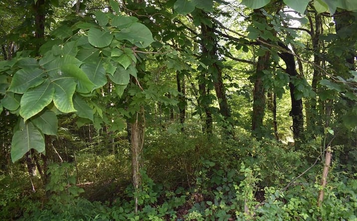 Pictures of Land property located at TBA Tba Beverly Hills Dr., North Tazewell, VA 24630 for sales - image #1