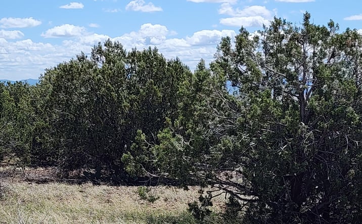 Pictures of Land property located at 12b Juniperwood Ranch, Ash Fork, AZ 86320 for sales - image #1
