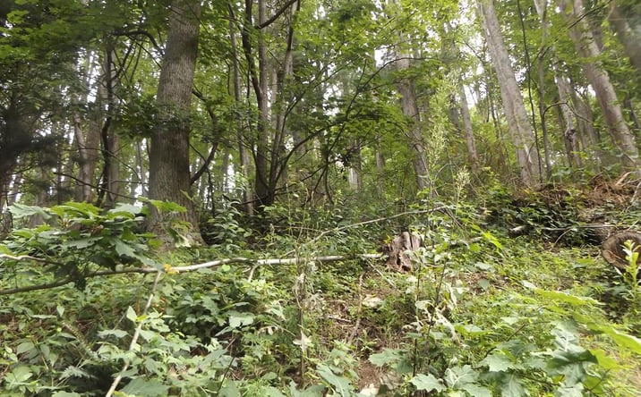 Pictures of Land property located at TBD Chalet Dr., Fancy Gap, VA 24328 for sales - image #1