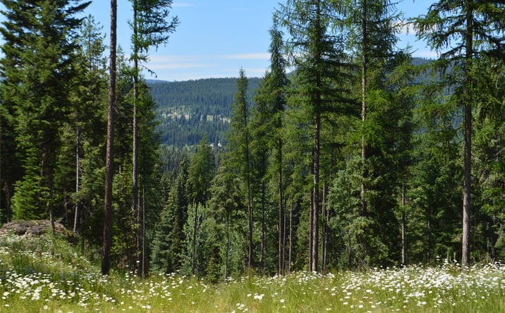Pictures of Land property located at NHN Logan Creek Road, Whitefish, MT 59937 for sales - image #1