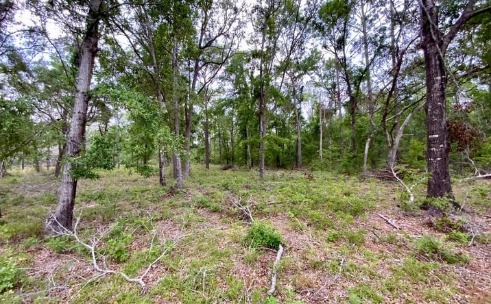 Pictures of Land property located at Vacant NE Bellville Rd, Pinetta, FL 32350 for sales - image #1