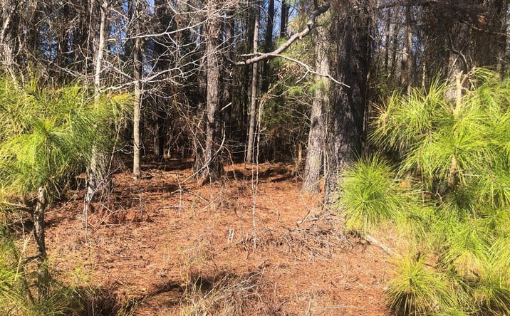 Pictures of Land, Multifamily property located at 0 Sandbed Road, Pamplico, SC 29583 for sales - image #1