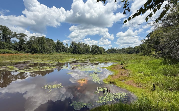Pictures of Land property located at Fox Creek Rd, Buena Vista, GA 31803 for sales - image #1