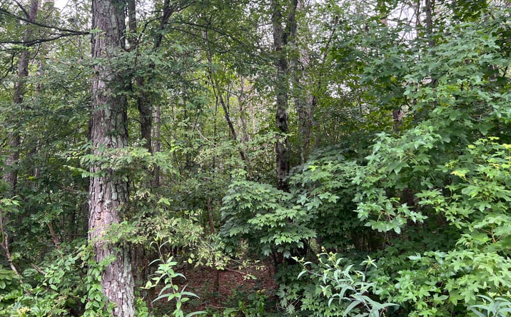 Pictures of Land property located at 119 Kirk Road NW, White, GA 30184 for sales - image #1