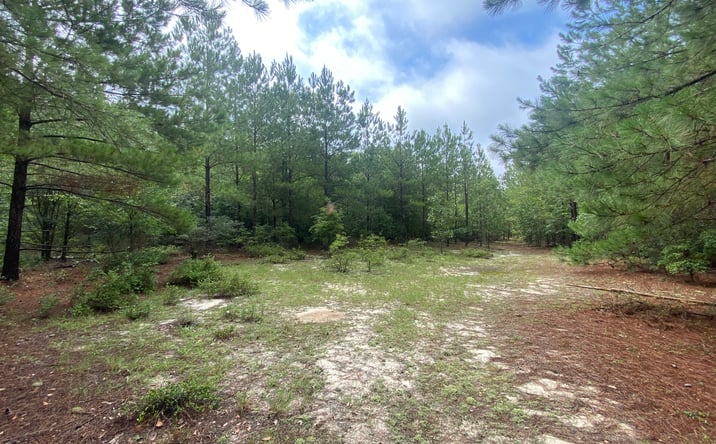 Pictures of Land property located at Hubbs Rd, Swansea, SC 29160 for sales - image #1