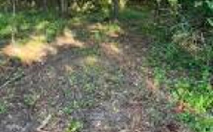 Pictures of Land property located at 0 Archie Ware Road, Trenton, SC 29847 for sales - image #1