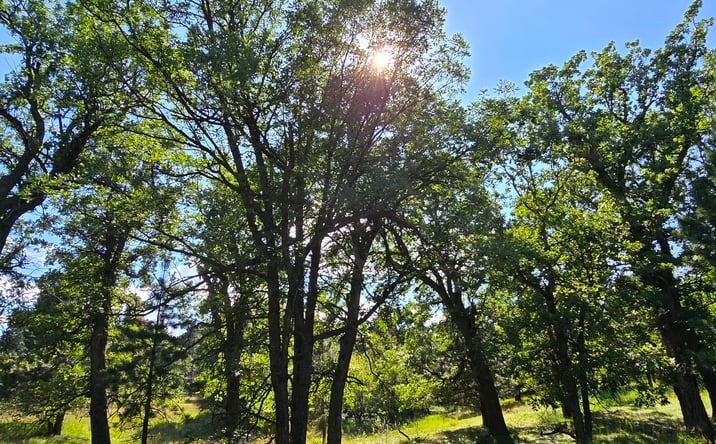 Pictures of Land property located at 5410 Lazy Horse Ln, Spearfish, SD 57783 for sales - image #1