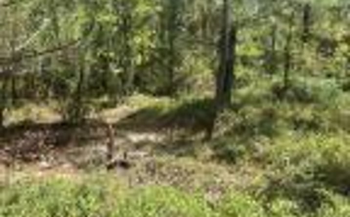 Pictures of Land property located at Ppf 6 Payne Pond Road, Kershaw, SC 29067 for sales - image #1