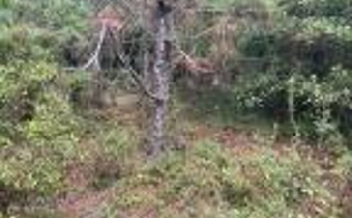 Pictures of Land property located at Ppf 7 Payne Pond Road, Kershaw, SC 29067 for sales - image #1
