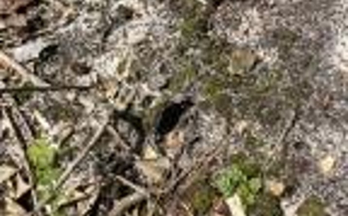 Pictures of Land property located at Ppf 10 Payne Pond Road, Kershaw, SC 29067 for sales - image #1