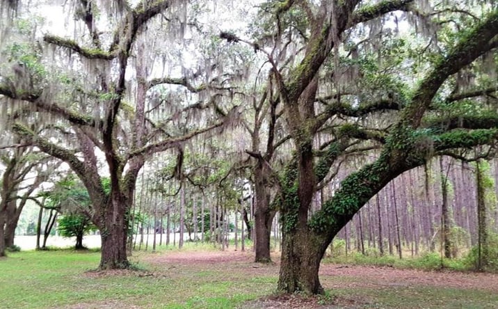 Pictures of Land property located at Us Hwy 19, Perry, FL 32348 for sales - image #1