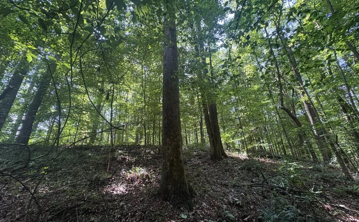 Pictures of Land property located at Highway 253, Hackleburg, AL 35564 for sales - image #1