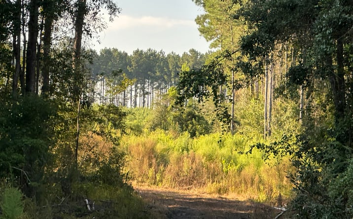 Pictures of Land property located at Tract#6201 Doyle Morgan Road, Defuniak Springs, FL 32433 for sales - image #1