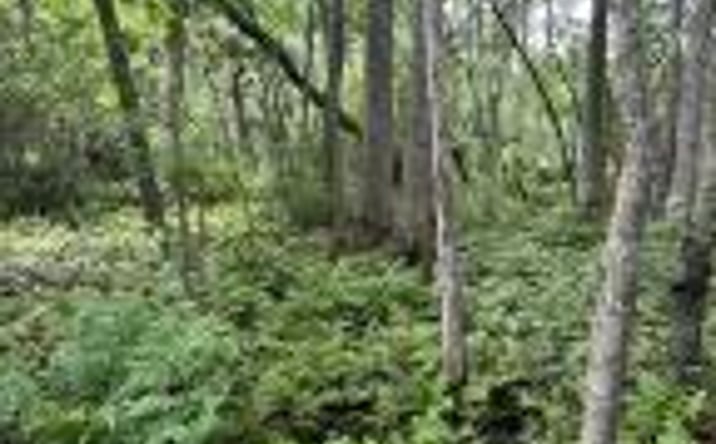 Pictures of Land property located at Bff 5 Brunson Teal Road, Kershaw, SC 29067 for sales - image #1