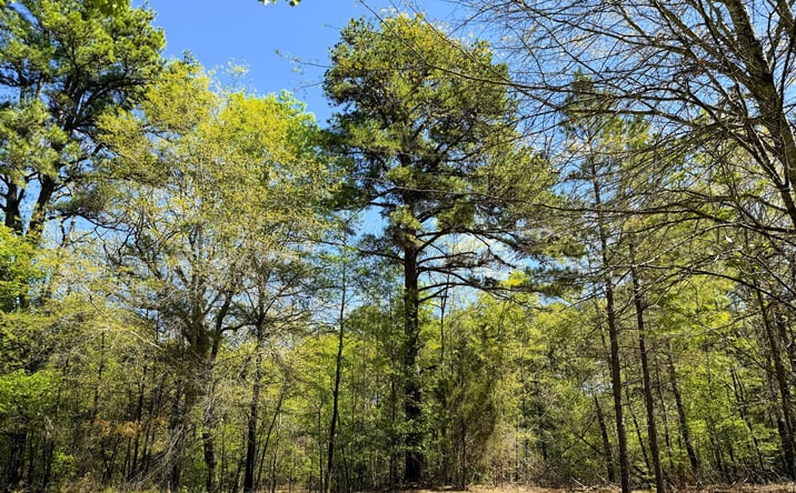 Pictures of Land property located at TBD Bellwood Lake Rd,, TYLER, TX 75709 for sales - image #1