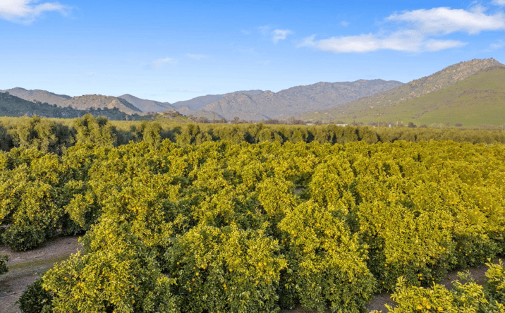 Pictures of Land property located at 19400 Ave 398, Woodlake, CA 93286 for sales - image #1