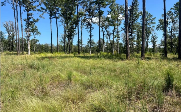 Pictures of Land property located at TBD Ray Marsh Road, Livingston, TX 77351 for sales - image #1