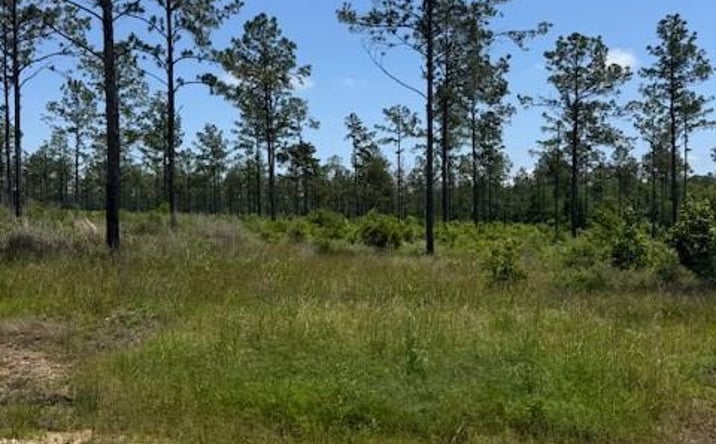 Pictures of Land property located at TBD Reveille Rd, Livingston, TX 77351 for sales - image #1