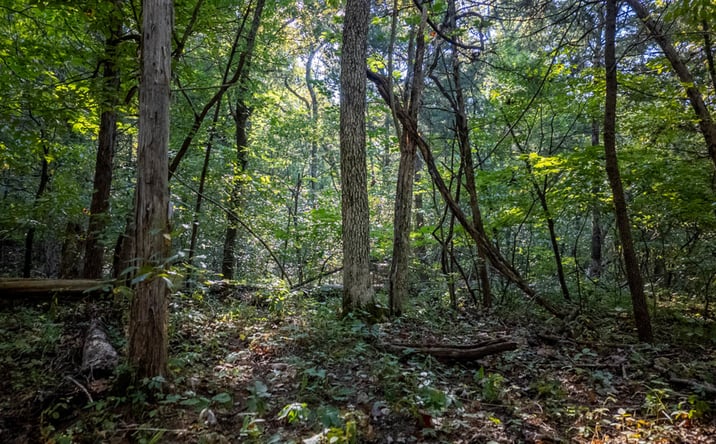 Pictures of Land property located at 000 Calhan Circle, Clarkridge, AR 72623 for sales - image #1