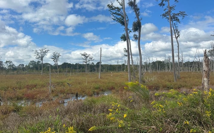 Pictures of Land property located at South Fork Rd. & Jenk Hill Rd., Sylvania, GA 30467 for sales - image #1