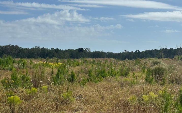 Pictures of Land property located at Runs Branch Rd., Newington, GA 30446 for sales - image #1