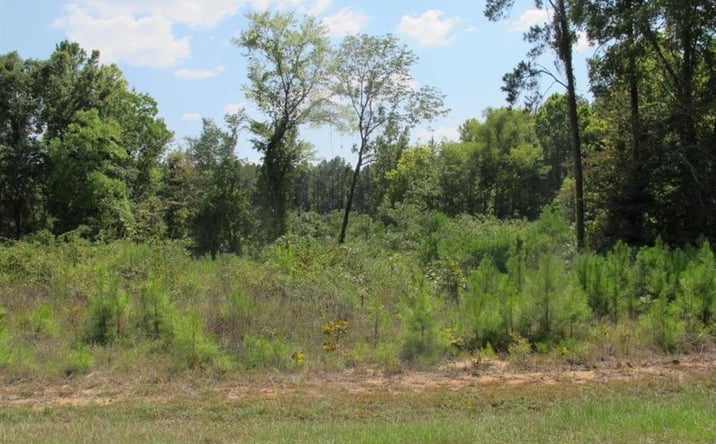 Pictures of Land property located at TBD Section Line Road, Leesville, LA 71446 for sales - image #1