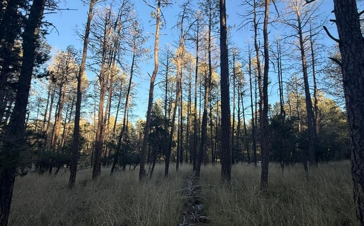 Pictures of Land property located at Lot 6 Pine Road, Timberon, NM 88350 for sales - image #1