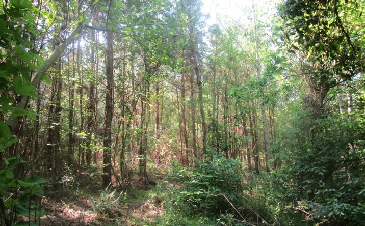 Pictures of Land property located at Lunenburg County Road, Victoria, VA 23947 for sales - image #1