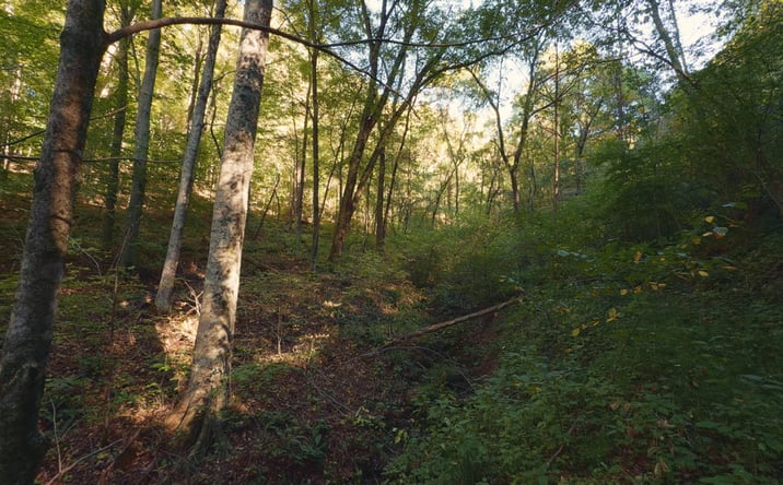 Pictures of Land property located at 69.26 Acres Wolfe Road, Sneedville, TN 37869 for sales - image #1