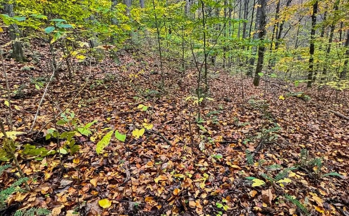 Pictures of Land property located at 0 John Ritchie Branch, Hindman, KY 41701 for sales - image #1