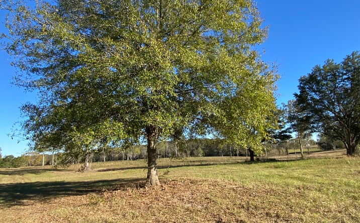 Pictures of Land property located at Carey Byrd Road, Lot 5, Carriere, MS 39426 for sales - image #1