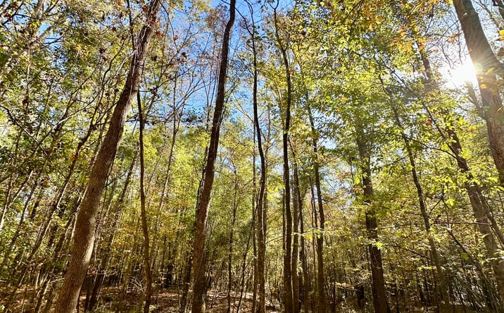 Pictures of Land property located at 0 HWY 82, Eufaula, AL 36027 for sales - image #1